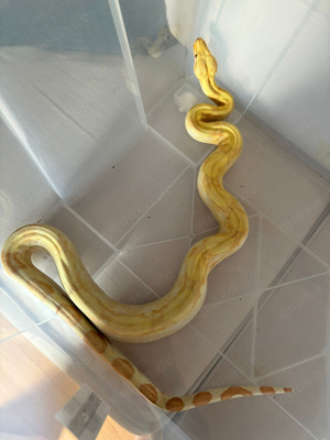 boa c. imperator