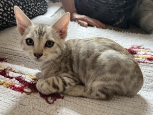 Silver rosettes, silver marble bengals with pedigree 