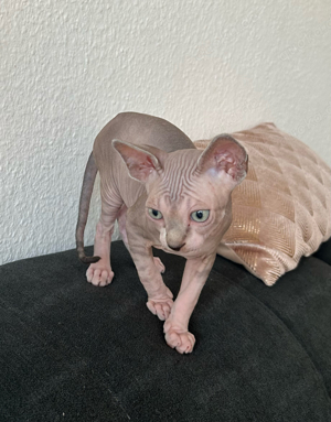 Kitten Nackkatze . Sphynx.