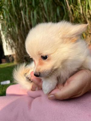 P0MCHI  Welpen Pomeranien x Chihuahua 