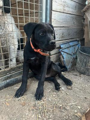 Cane-Corso-Mischlingswelpe Pablo sucht Zuhause