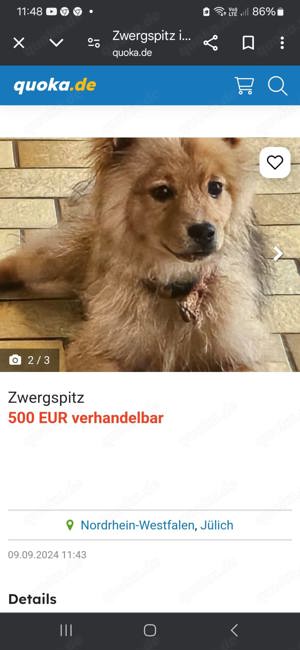 Zwerg hund  zu verkaufen 