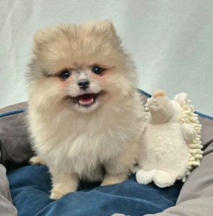 Pomeranian Zwergspitzwelpen 