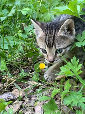 Außergewöhnliche Bengal-Mix-Kitten suchen ein Zuhause, Hybride 