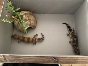 Leopardgeckos suchen ein neues Zuhause 