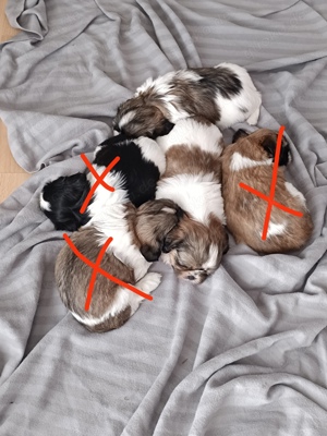 Reinrassige Shih Tzu Welpen