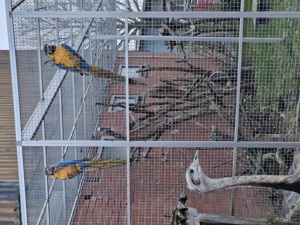 Gelbbrust Ara Pärchen  Bild 5