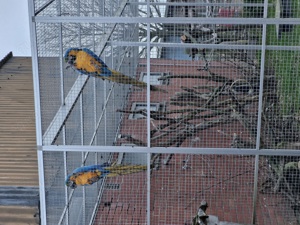 Gelbbrust Ara Pärchen  Bild 6