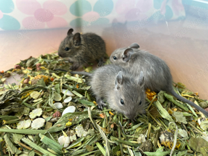 Degu, Degus suchen einen neuen Körnergeber