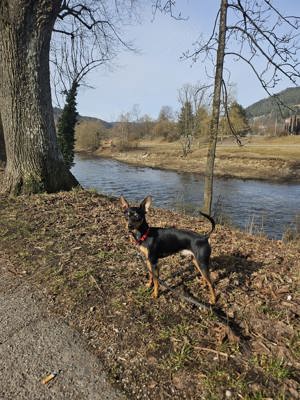 Deckrüde Prager Rattler 3 Jahre alt mit Stammbuch und Erfahrung Weltsieger