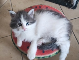 Maine Coon Kitten