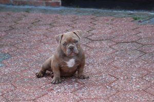 American Bully Micro Exotic Pocket Rüde