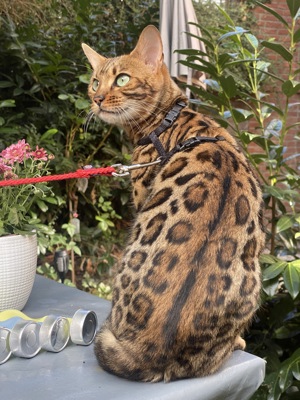 Bengal Katze Sucht Neues Zuhause