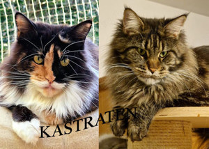 Maine Coon Kastratinnen mit Stammbaum zur Abgabe