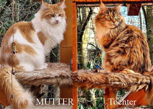 Sehr schöne Maine Coon Kastratinnen mit Stammbaum zur Abgabe