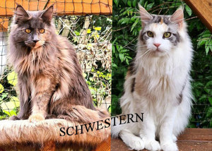 Sehr schöne Maine Coon Kastratinnen mit Stammbaum zur Abgabe