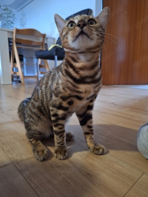 Bengalkatze | W | Dringend!