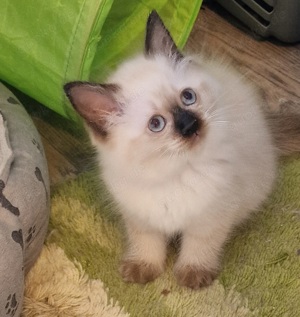 Ragdoll Kitten suchen ab Anfang September ein Zuhause 