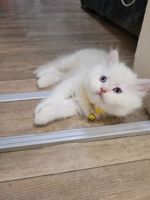 Ragdoll baby katzen