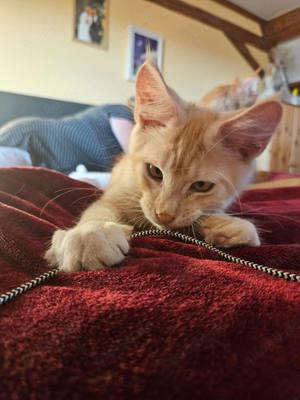 Maine Coon Kitten mit Stammbaum und Papiere 