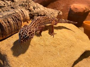 Leopardgecko Weibchen 0.1