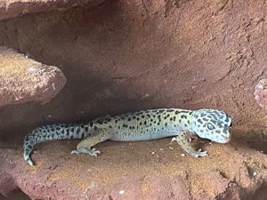 Leopardgecko Weibchen 0.1