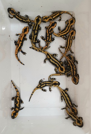 Feuersalamander 