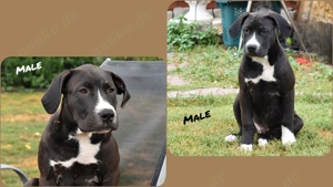 American Bully XL