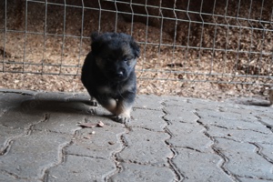 Golden Retriever-Eurasier Welpen 