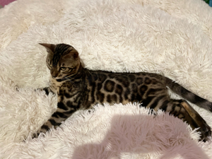 Junger bengal kater