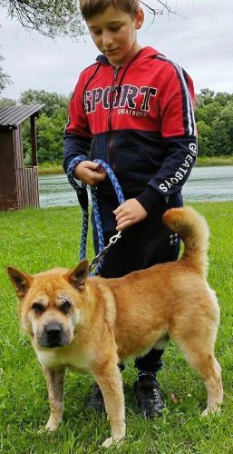 Coco, geb. ca. 2013, lebt noch in ungarischem Tierheim und sucht ein Zuhause Bild 2