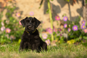 Riesenschnauzer Welpen mit Papieren 