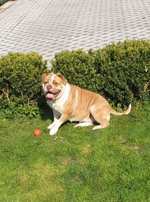 Old English Bulldog 