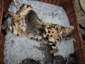 Bengal Kitten ab Mitte Oktober abzugeben 