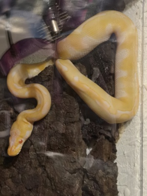 Python regius (enchi Albino) 