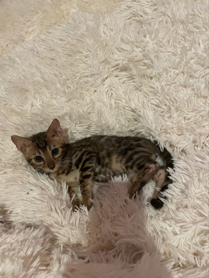 Bengal kitten