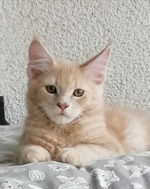 Maine Coon kitten