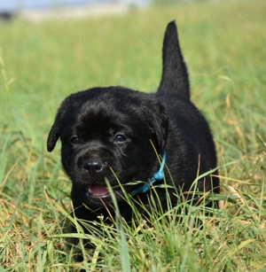 Labrador retriever Welpen 