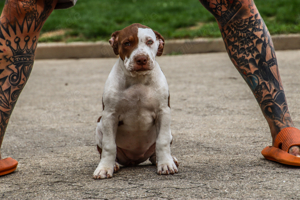 American Bully XL Welpen - DDK9 - BOSSY - Bloodline - Schwarzwald Bullies