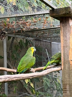 Blaustirn Amazon 