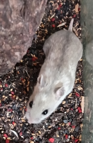 junge verschiedenfarbige chinesische Streifenhamster chinesischer Hamster männlich weiblich