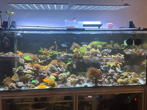 meerwasser aquarium auflösung 750l 150x70x60 ati straton pro 204, royal exclusiv 