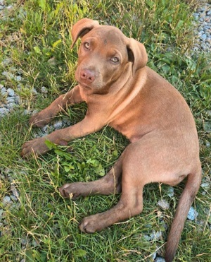 5 Monate junge Australian Shepherd - Labrador Hündin zu verkaufen