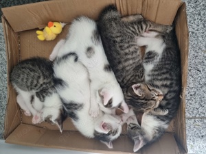 Katzenbabys