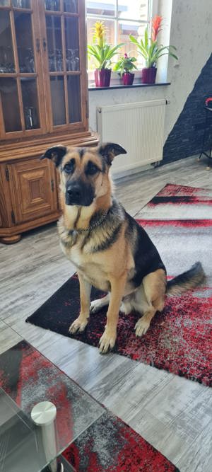 Schäferhund-Labrador-Mix-Rüde, kerngesund 