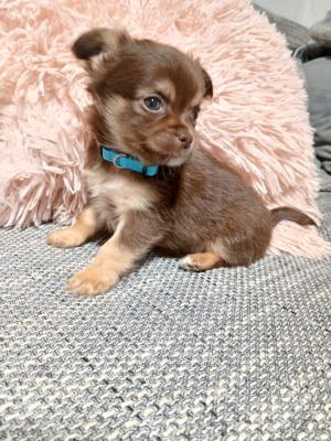 Chihuahua Welpen langhaar