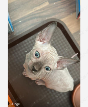 kanadische Sphynx Kitten