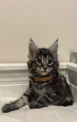 Main Coon Kitten 