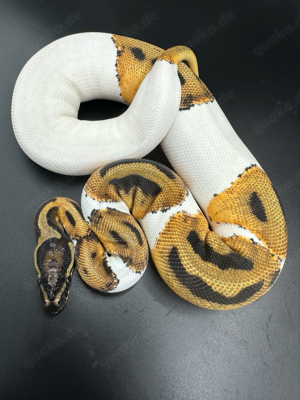 0.1 Orange Dream Pied 