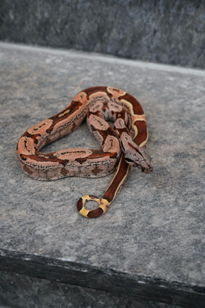 0.1 Img Hypo Jungle 66% het Albino Leopard Boa Constrictor Imperator